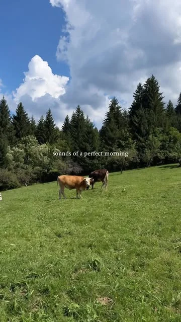 Sunetele unei dimineți la munte